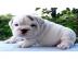 M�nnliche und weibliche Englisch bulldo