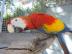 Scarlet-Papageien zum Verkauf. 