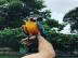 Blaue und Gold-Ara-Hand gez�chtet