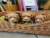 Arbeiten Cocker Spaniels kc