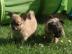H�bsche Chihuahua Welpen in Lang - und K