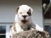 CKC English Bulldog Welpen