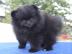 Reinrassige Schwarz Weiblich Pomeranian