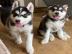 Siberian Husky Welpen suchen ihr neues Z