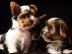 Biewer-Yorkshire Terrier Babys / Ahnenta