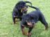 Reinrassige Rottweiler Welpen