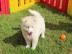 Siberian Husky Welpen suchen neues Zuhau