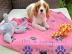 Cavalier King Charles Welpen