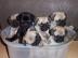 Mops welpen Welpen- mit Papieren