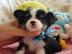 ~~!Typvolle Chihuahua Welpen aus Hobby Z