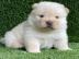CHOW-CHOW-WELPEN MIT PAPIEREN