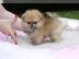 Wundersch?ne Mini Pomeranian Zwergspitz