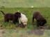 Bildsch�ne Labrador Welpen mit Papieren. 
