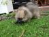 Spitz auf `nen Spitz S��er Zwergspitzr�d