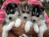 S��e reinrassige Siberian Husky Welpen w