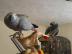 Afrikanische Graupapageien 150 EUR