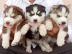 reinrassige sibirische Husky-Welpen what