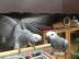 m�nnlicher und weiblicher Graupapagei