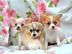 Super s��e mini chihuahua welpen mit pap