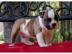Englisch Bulldogge Welpen