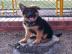 Qualit�tssch�ferhund Welpen zur freien A