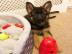 Qualit�tssch�ferhund Welpen zur freien A