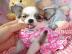 #Super klein Chihuahua-Welpen#