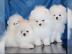 Pomeranian (Zwergspitz)Welpen