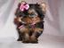 Yorkshire Terrier Welpen! Auch kleine so