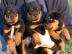 Rottweiler Welpen 200Euros