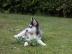 Reinrassige Husky-Welpen