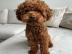 toy poodle