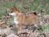 Shiba Inu puppies