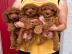 S��e Pudelwelpen verf�gbar.      500 EUR