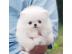 Wundersch�ne Pomeranian/ Zwergspitzwelpe
