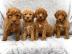 Sch?ne Goldendoodle-Welpen zu verkaufen