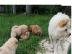 Chow chow welpen alle farben