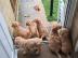 Entz?ckende Labradoodles-Welpen verf?gba