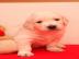 GOLDEN RETRIEVER WELPEN