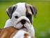 Extrem Sch�ne Typvolle Engl.  Bulldoggen