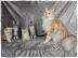 Maine Coon Babys Kitten mit Papieren zu