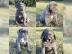 Cane Corso Welpen