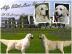 Golden Retriever Welpen zu verkaufen