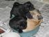 Wundersch�n Mops Welpen