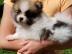 BeautifulPomeranian   puppies