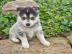 Pomsky Welpen f�r Annahme