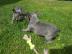 franz?sische Bulldog Welpen