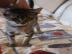 Reinrassige Katzen mit Papieren