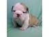 GOOD ENGLISH BULLDOG zur Adoption freizu