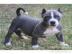 Pitbull blueline welpen zu verkaufen